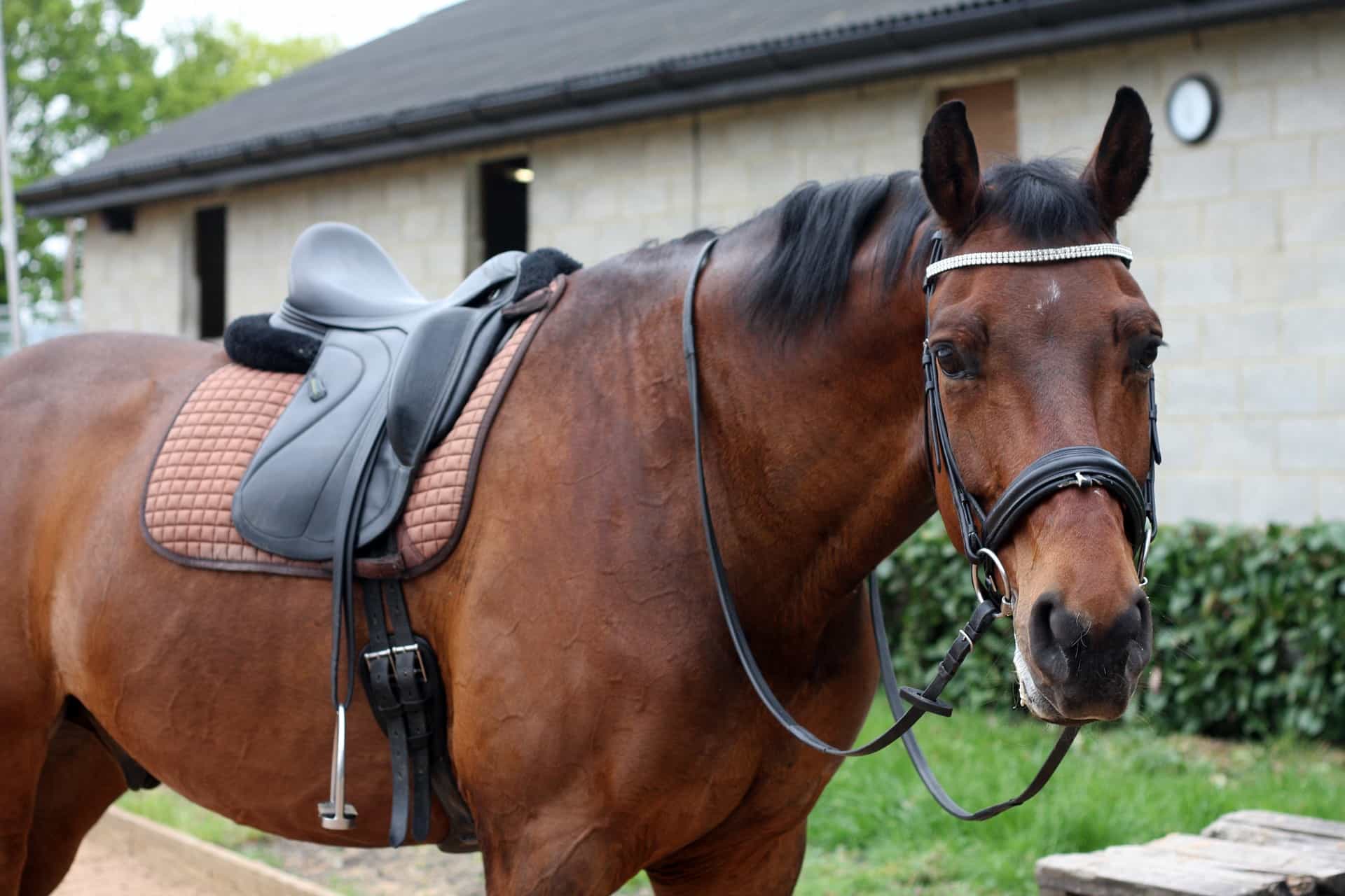 Balck saddle on horse