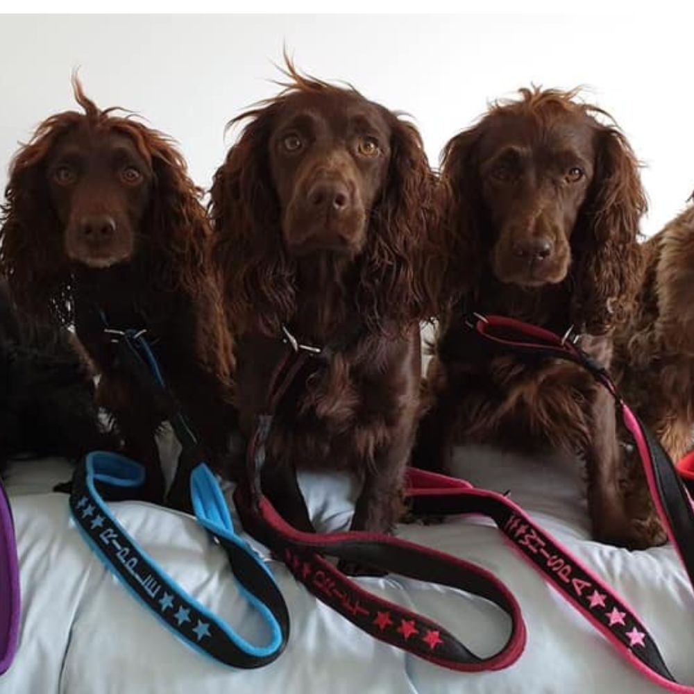 Three dogs wearing leads